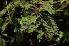 Dalbergia pinnata